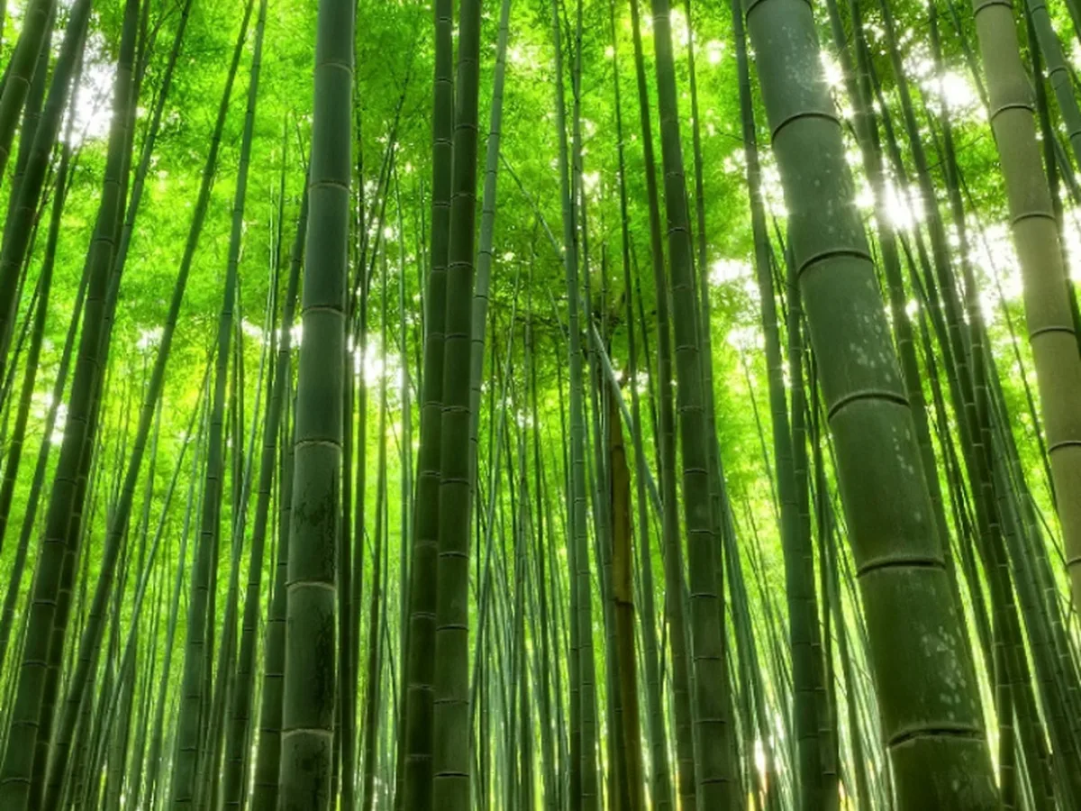 Kalaya Bamboo Experience Roma